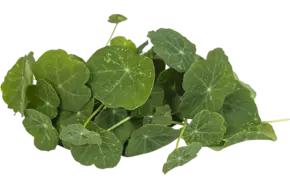 Oost-Indische kers 25gr